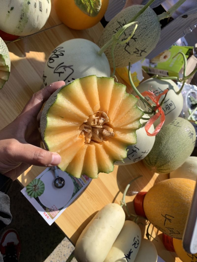 哈密瓜红金宝甜瓜