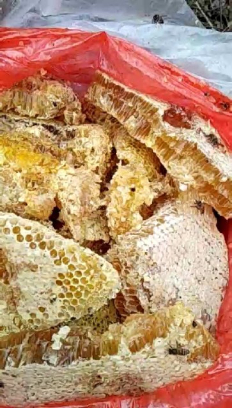 湖北华中大别山区非人工饲养野生石蜂蜜，纯野生非人工养殖
