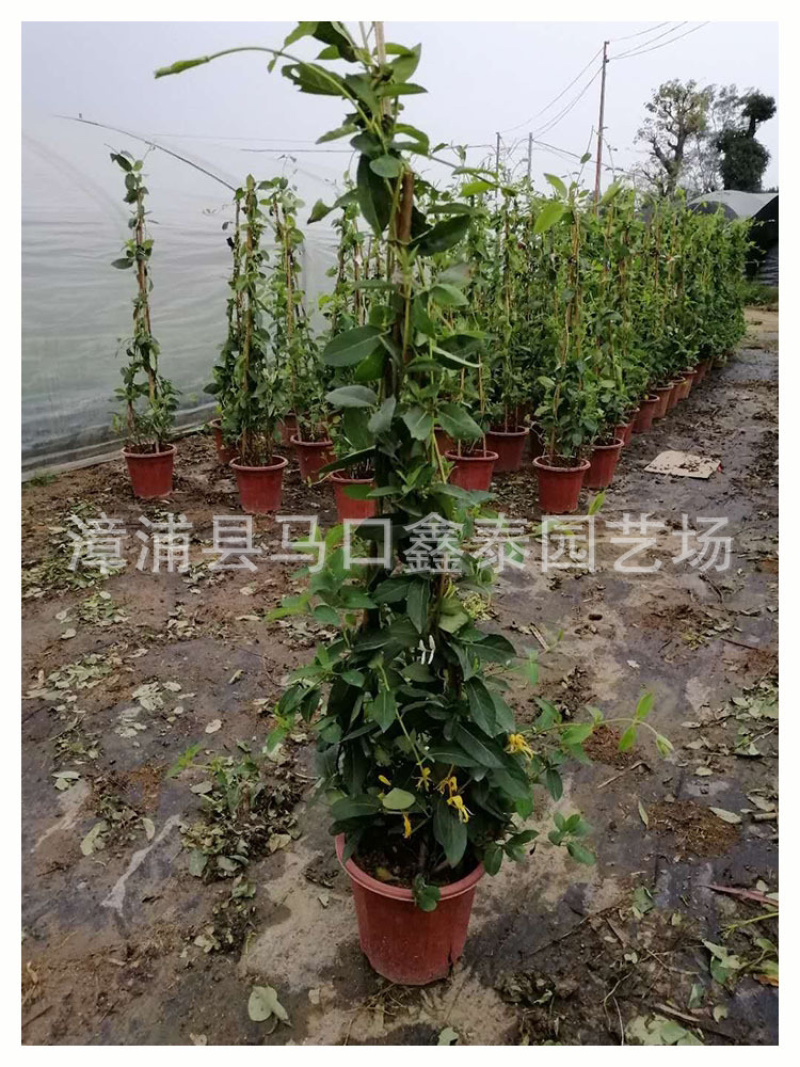 盆栽金银花树状金银花批发工程绿化苗