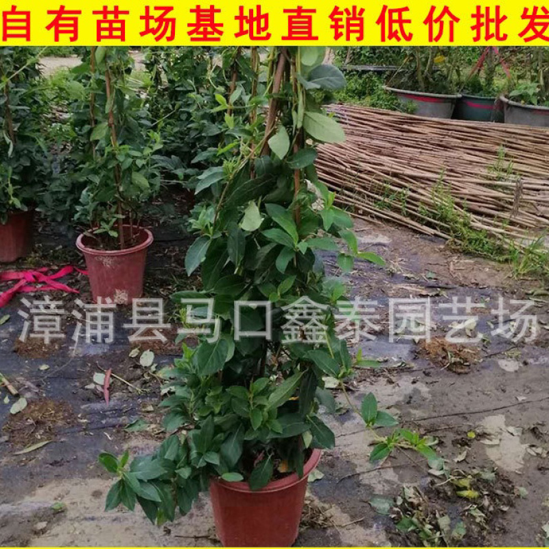 盆栽金银花树状金银花批发工程绿化苗