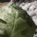 莲花菜