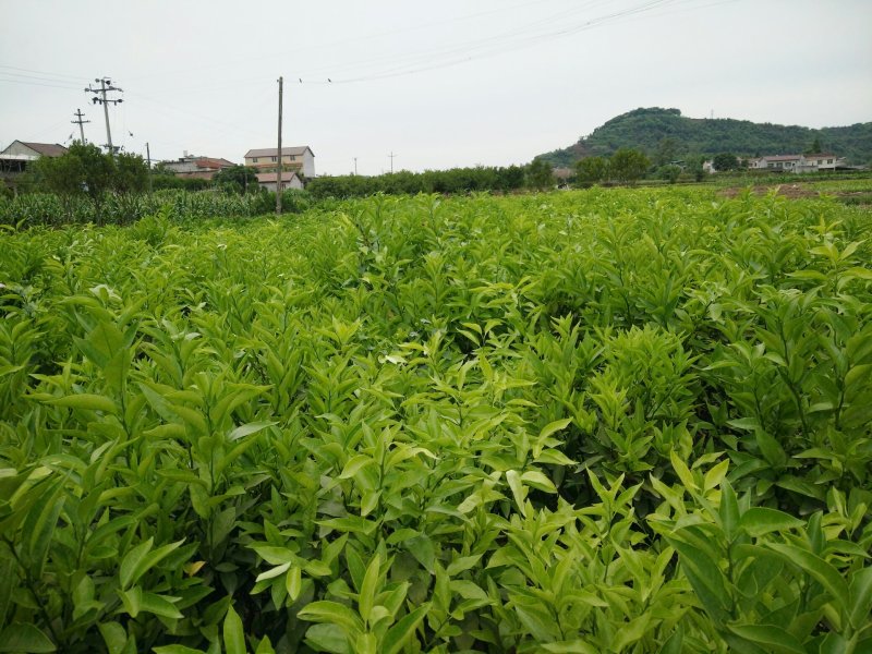 各种柑橘苗供应成都绵阳自贡攀枝花德阳广元遂宁内江