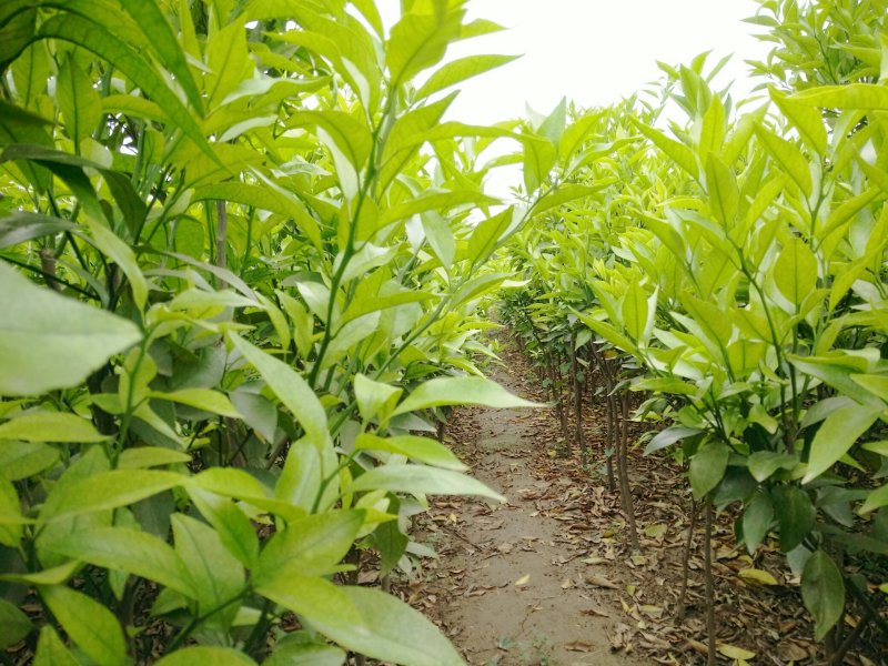 各种柑橘苗供应成都绵阳自贡攀枝花德阳广元遂宁内江
