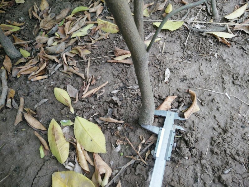 各种柑橘苗供应成都绵阳自贡攀枝花德阳广元遂宁内江