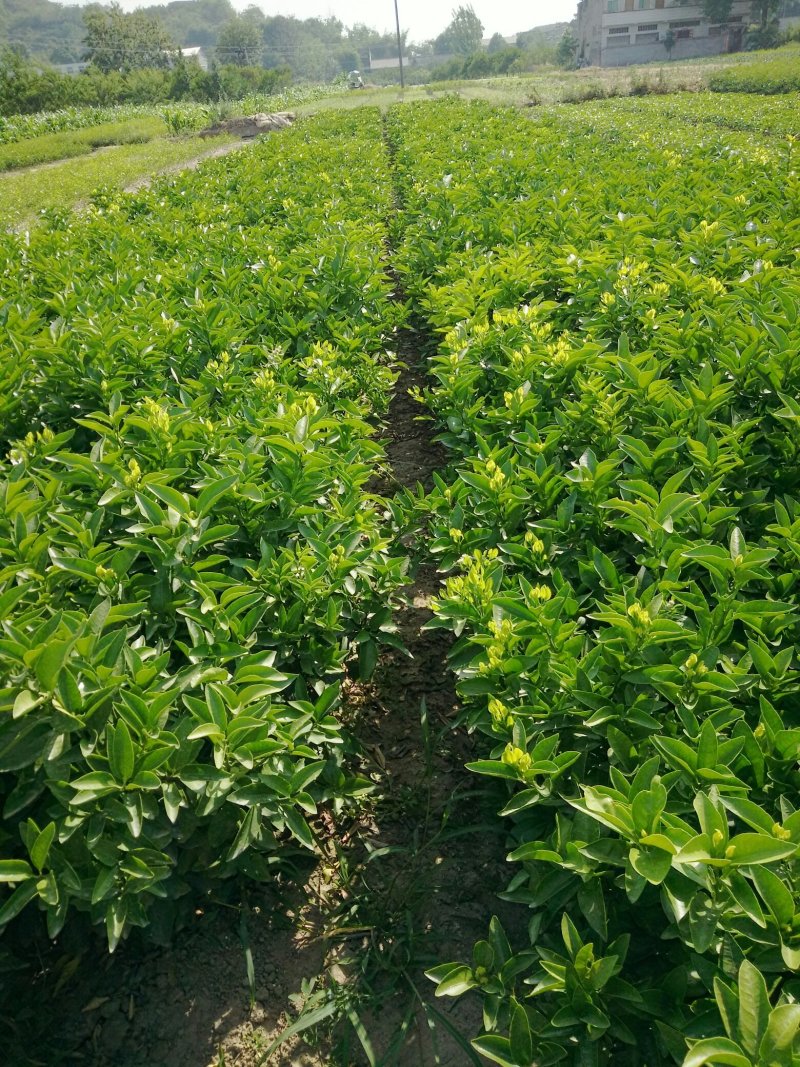 各种柑橘苗供应成都绵阳自贡攀枝花德阳广元遂宁内江