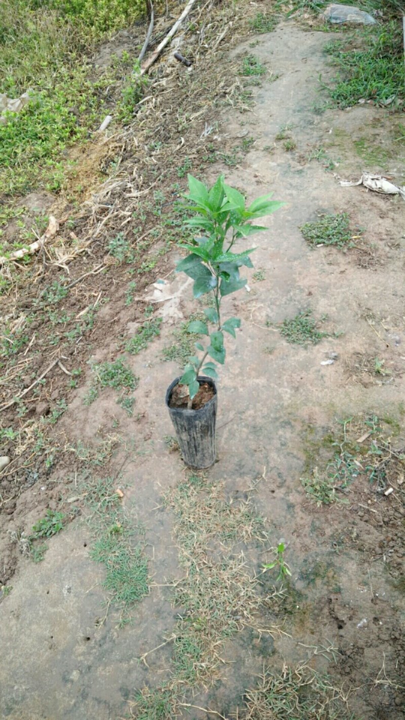 各种柑橘苗供应成都绵阳自贡攀枝花德阳广元遂宁内江