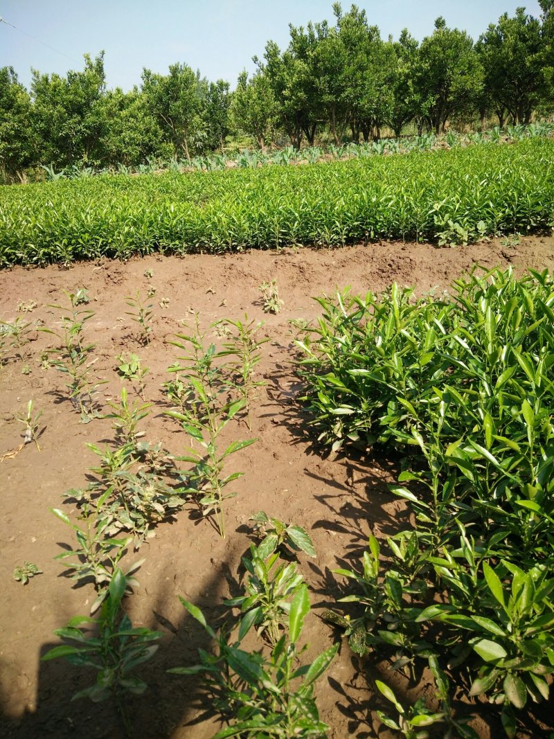 各种柑橘苗供应成都绵阳自贡攀枝花德阳广元遂宁内江