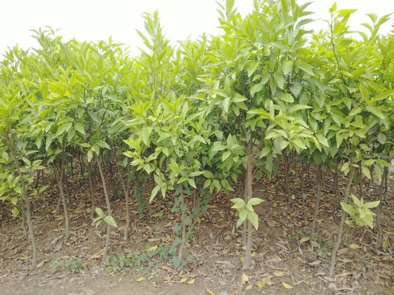 各种柑橘苗供应成都绵阳自贡攀枝花德阳广元遂宁内江