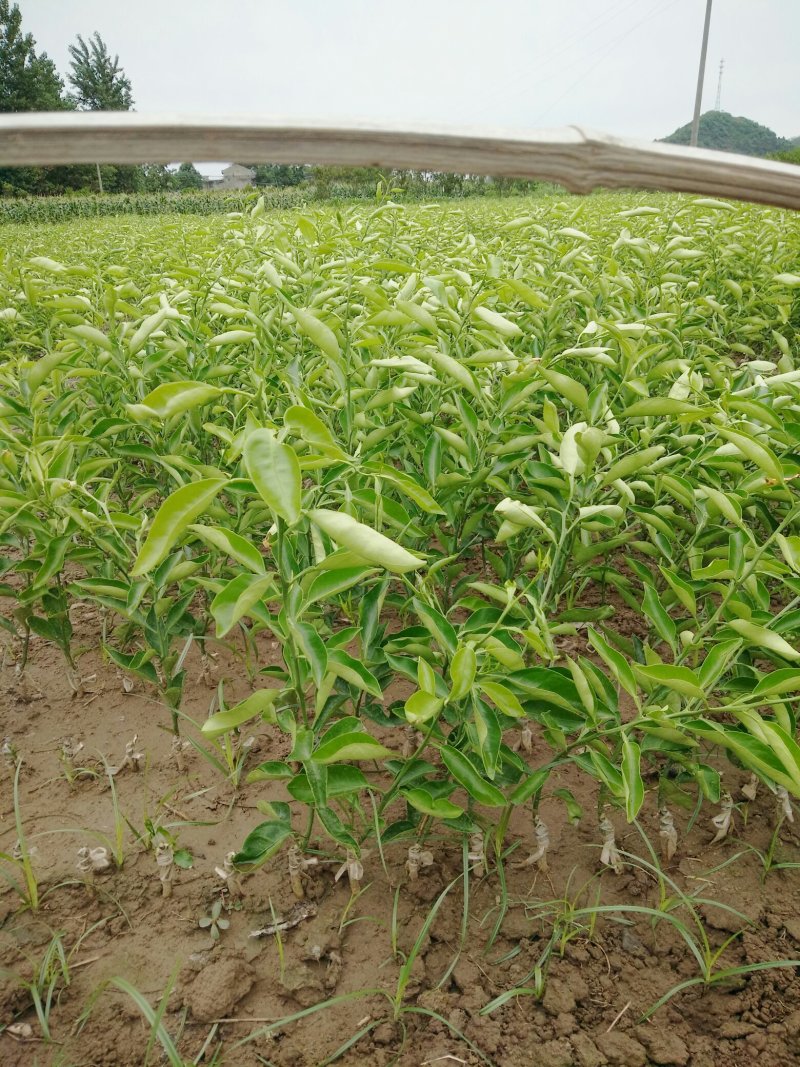 各种柑橘苗供应成都绵阳自贡攀枝花德阳广元遂宁内江