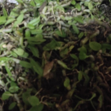 石米钗又叫老鼠屎下单多送。