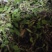 石米钗又叫老鼠屎下单多送。