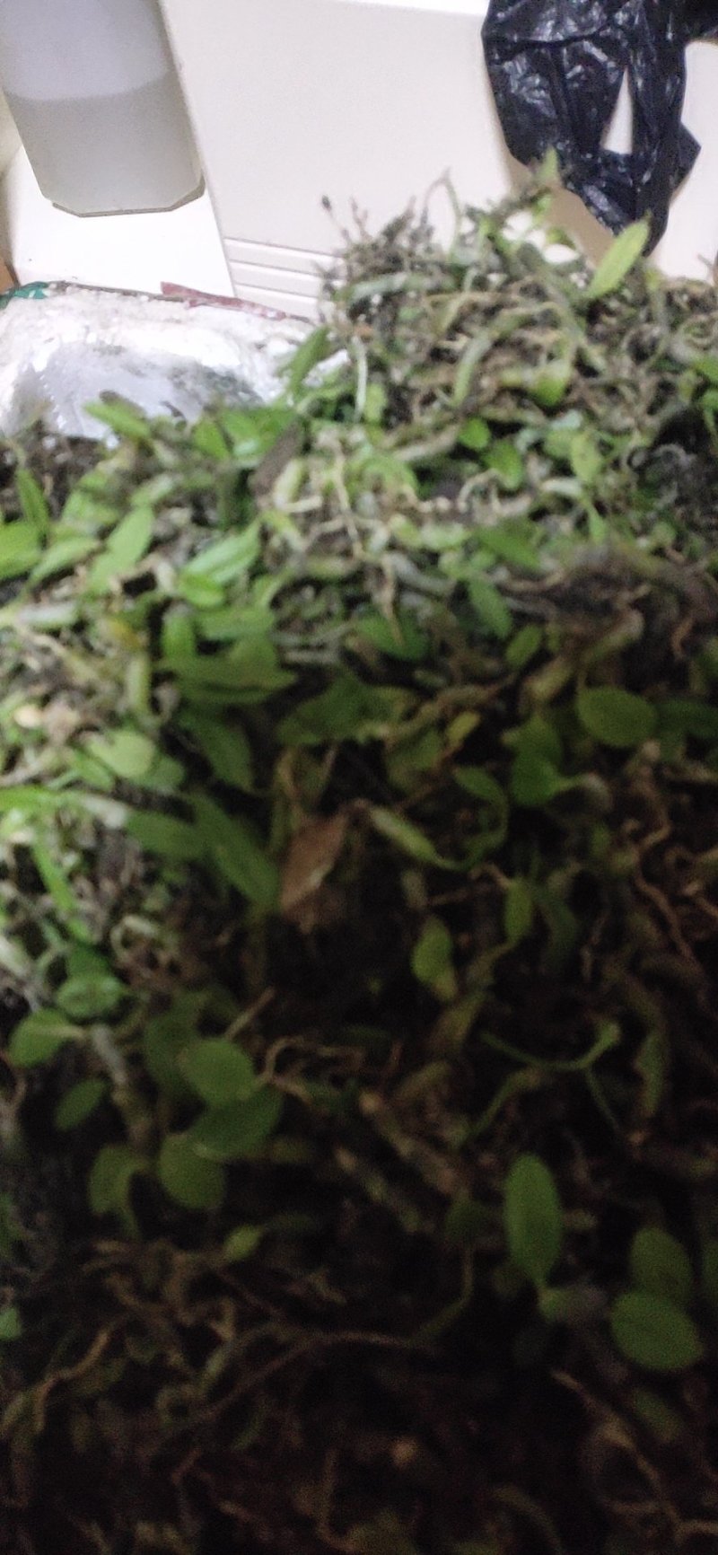 石米钗又叫老鼠屎下单多送。