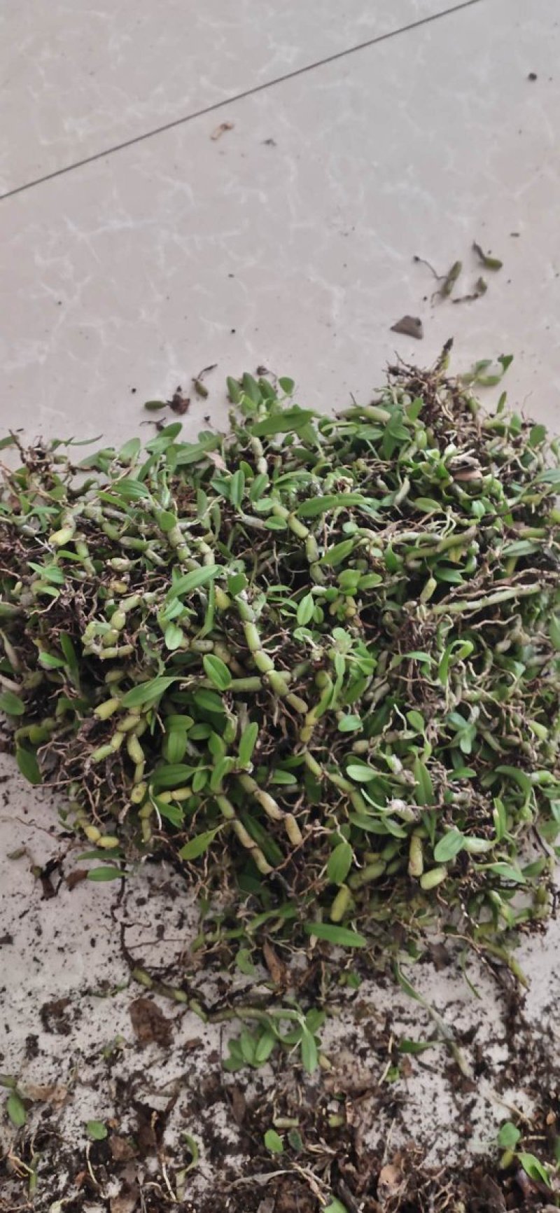 石米钗又叫老鼠屎下单多送。