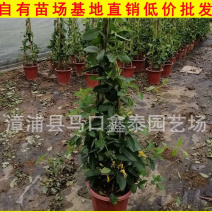 盆栽金银花树状金银花批发工程绿化苗价格实惠