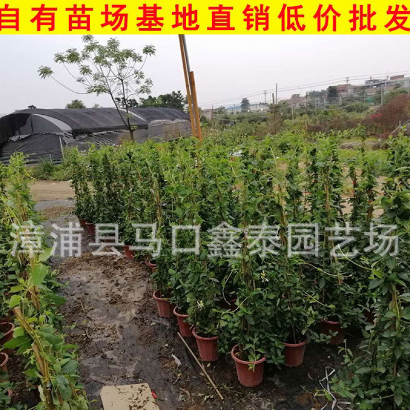 盆栽金银花树状金银花批发工程绿化苗价格实惠