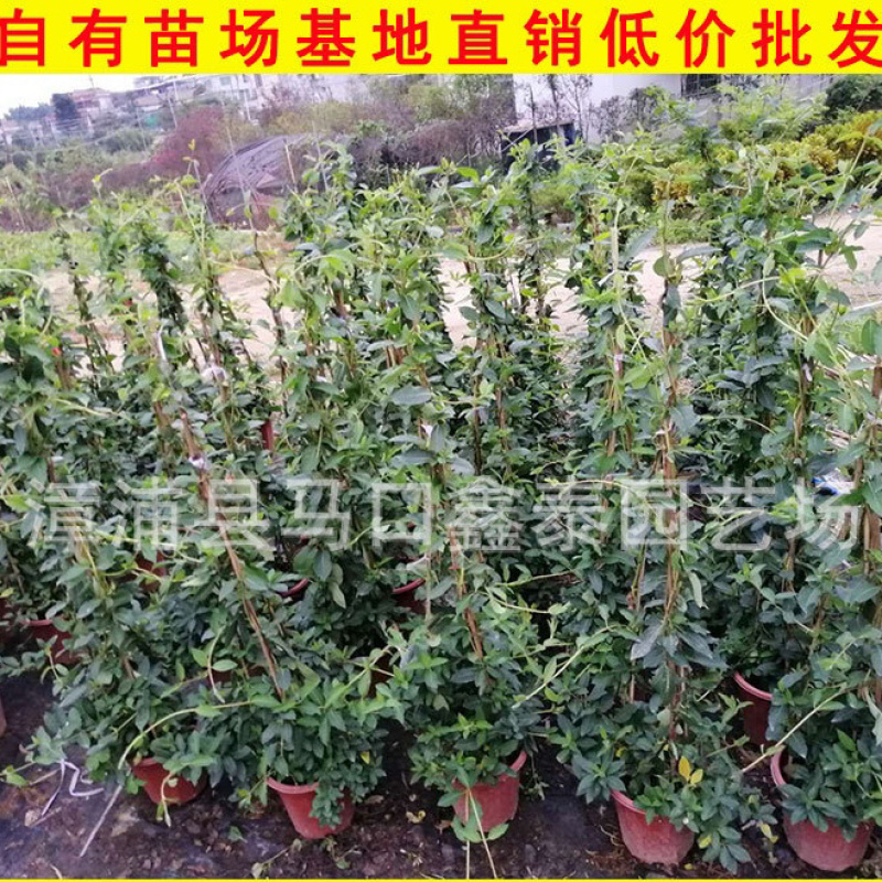盆栽金银花树状金银花批发工程绿化苗价格实惠