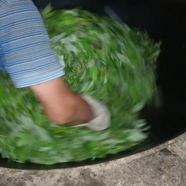 千年古树老鹰茶，白茶，老林茶，大茶