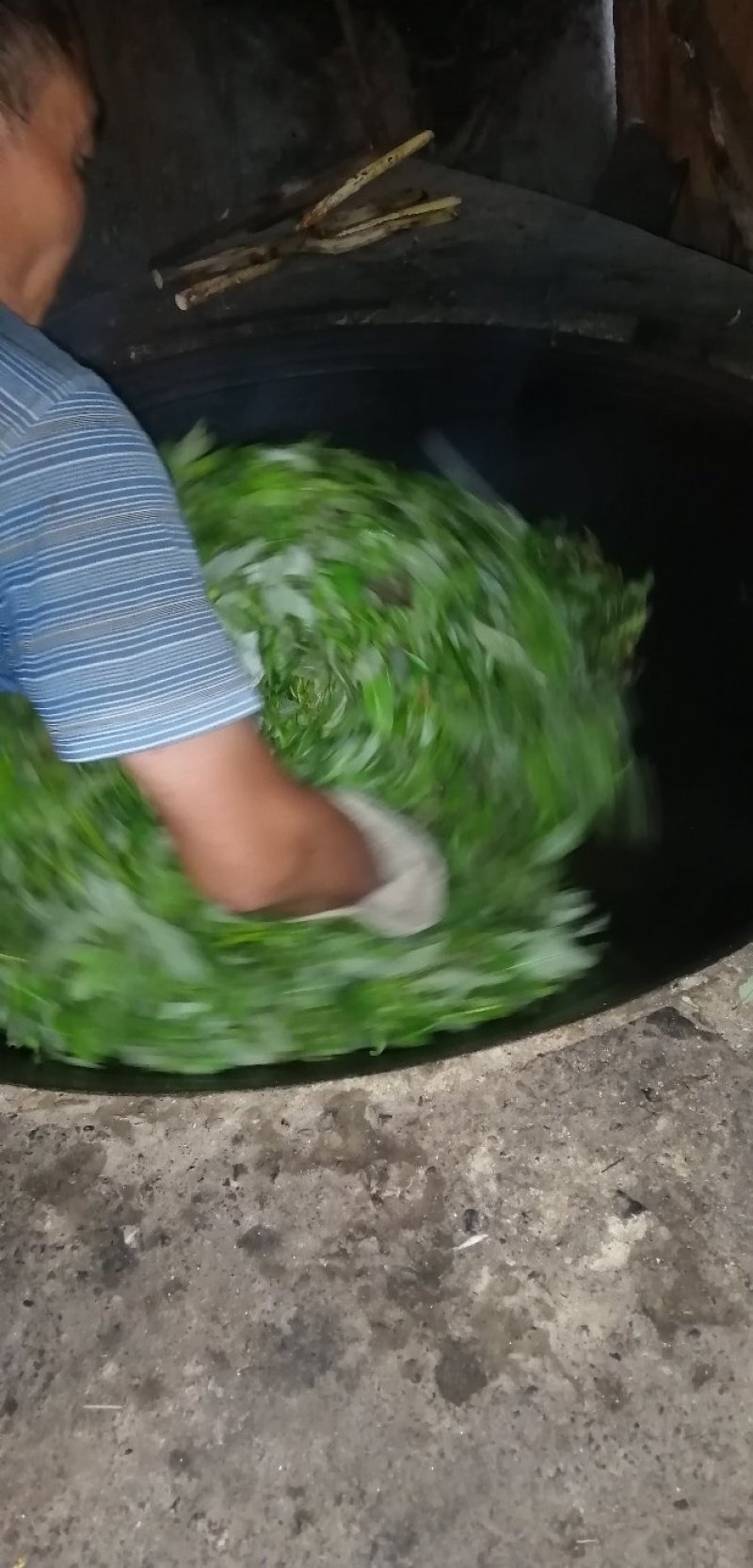 千年古树老鹰茶，白茶，老林茶，大茶