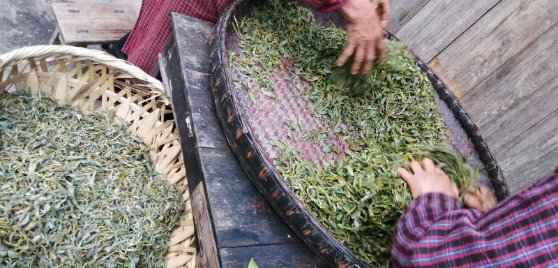 千年古树老鹰茶，白茶，老林茶，大茶