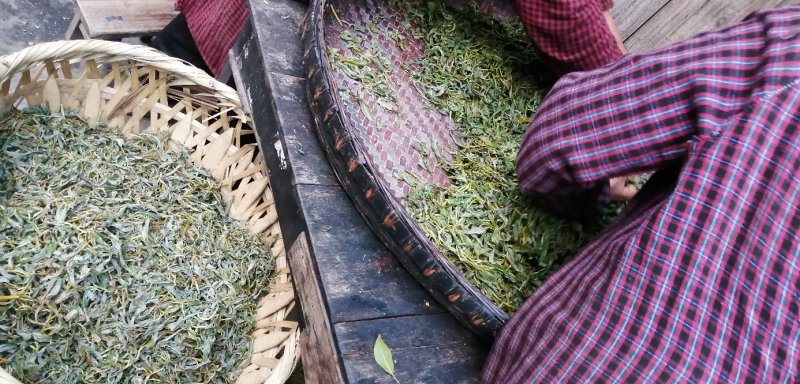 千年古树老鹰茶，白茶，老林茶，大茶