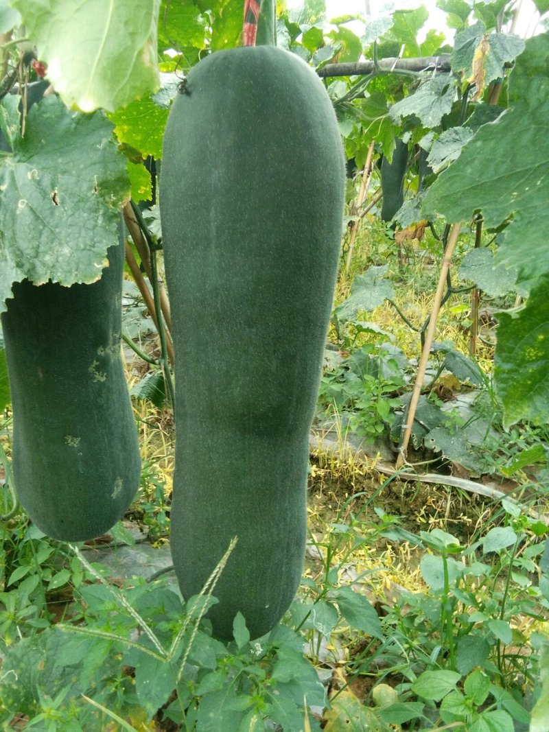 黑皮冬瓜
