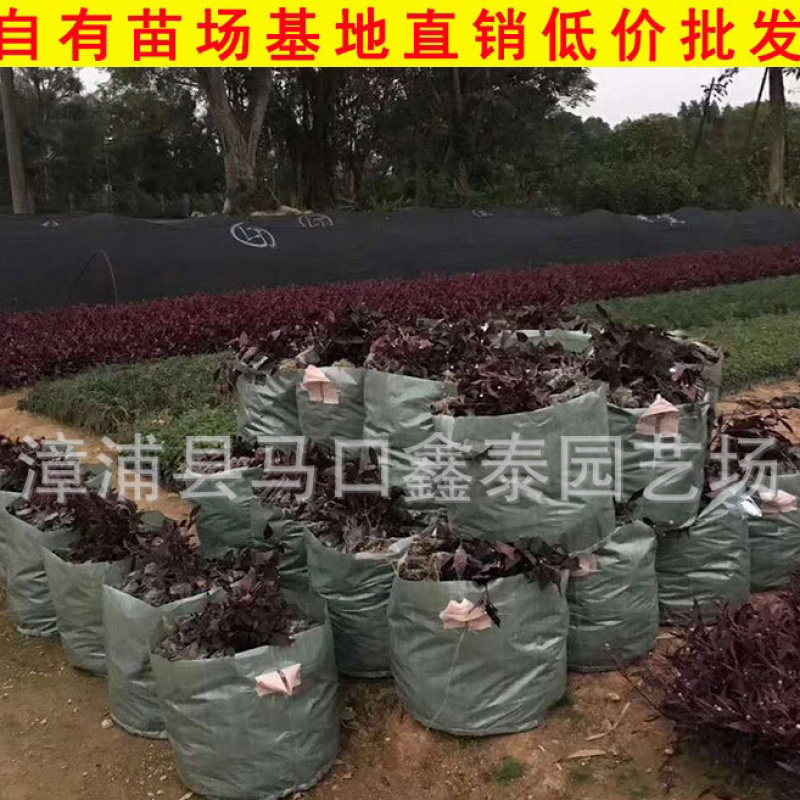红贵妃红草写字草大量地被苗批价格实惠欢迎来电询问