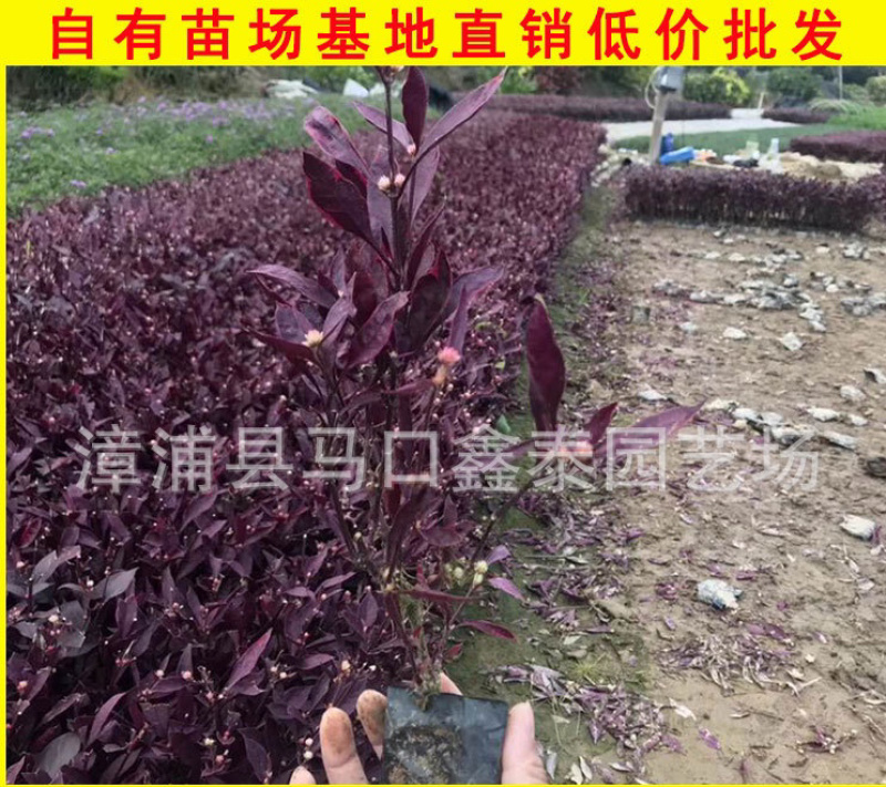红贵妃红草写字草大量地被苗批价格实惠欢迎来电询问