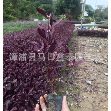 红贵妃红草写字草大量地被苗批价格实惠欢迎来电询问