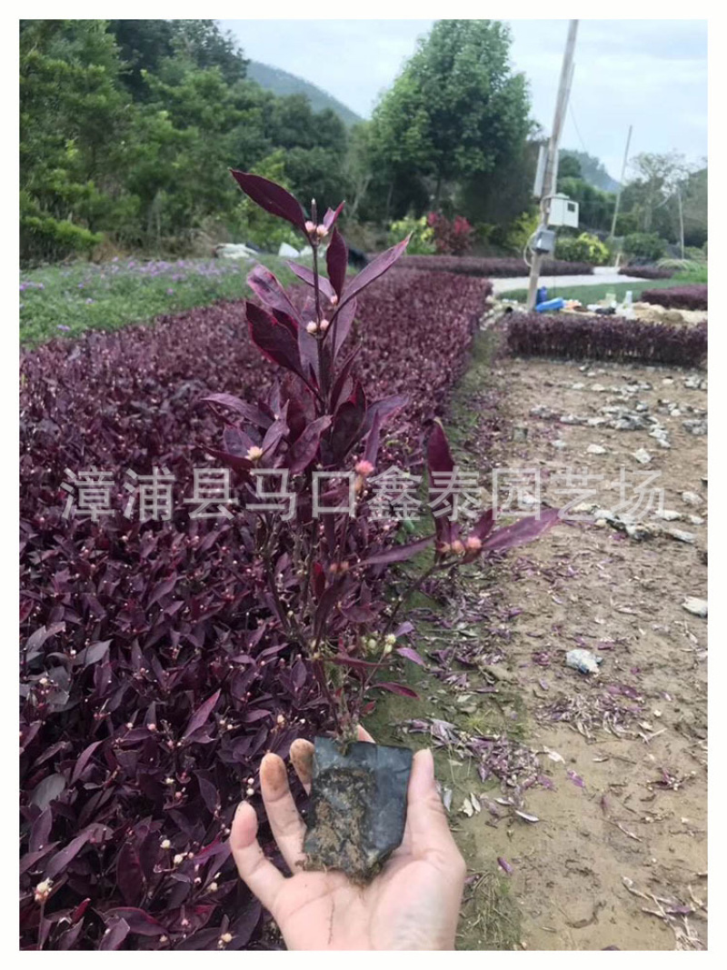 红贵妃红草写字草大量地被苗批价格实惠欢迎来电询问