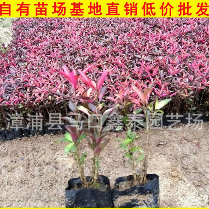 红贵妃红草写字草大量地被苗批价格实惠欢迎来电询问