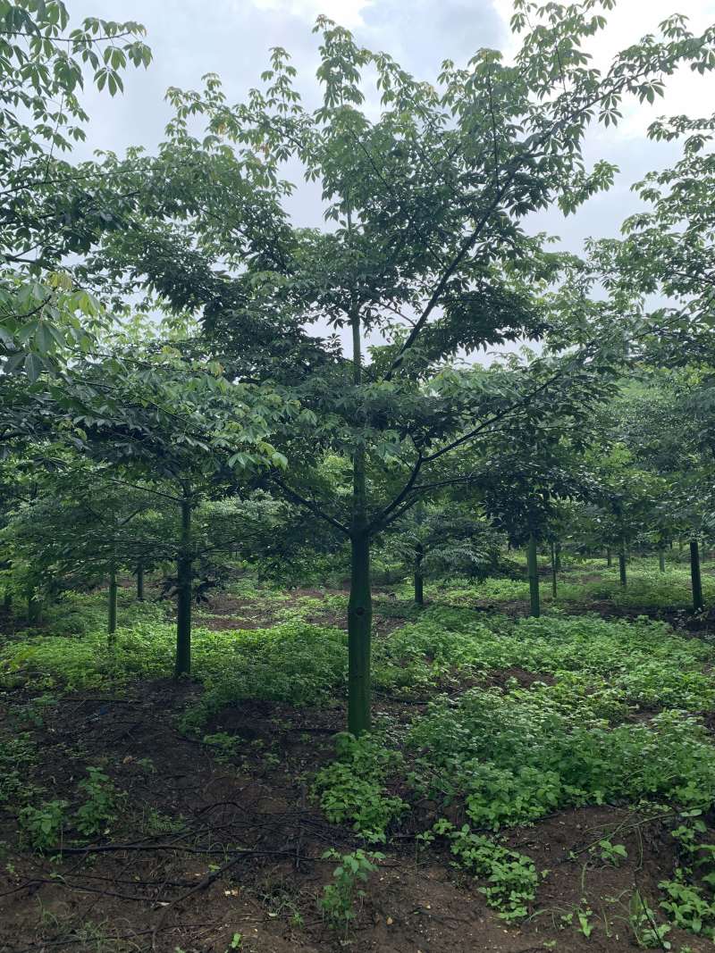 大椱木棉，秋枫杀头货