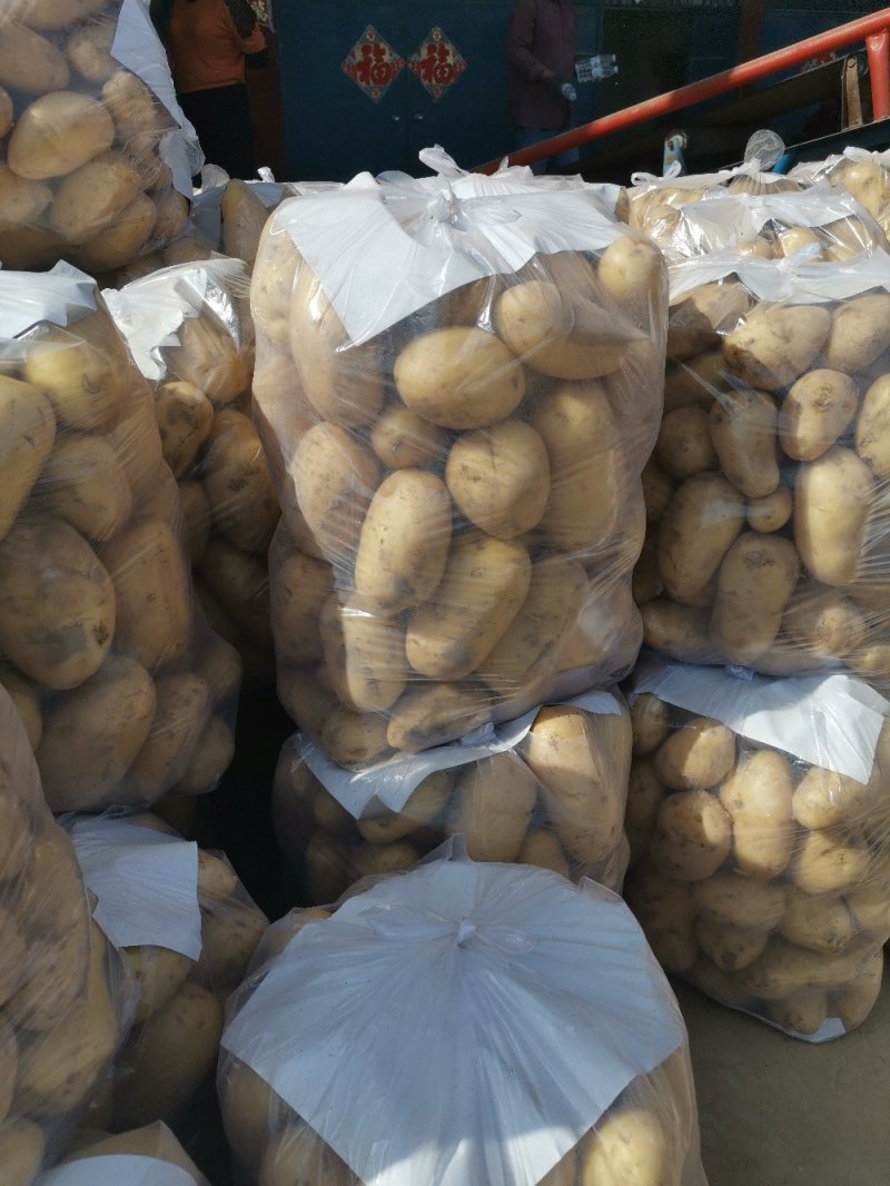 内蒙古土豆希森土豆三两以上大量上市中日供100吨
