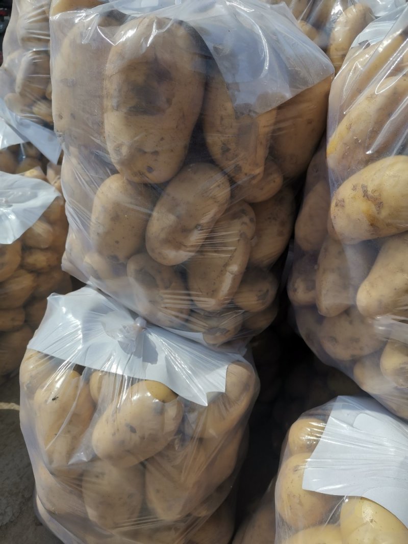 内蒙古土豆希森土豆三两以上大量上市中日供100吨