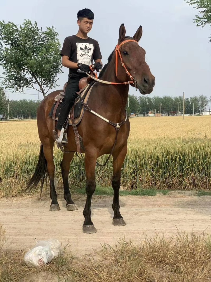 哪里有卖景区用马，骑乘马，拉车马，温血马的景区观赏动物价