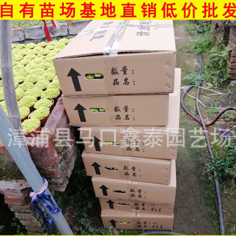 佛甲草批发量大从优袋苗杯苗价格实惠欢迎来电询问