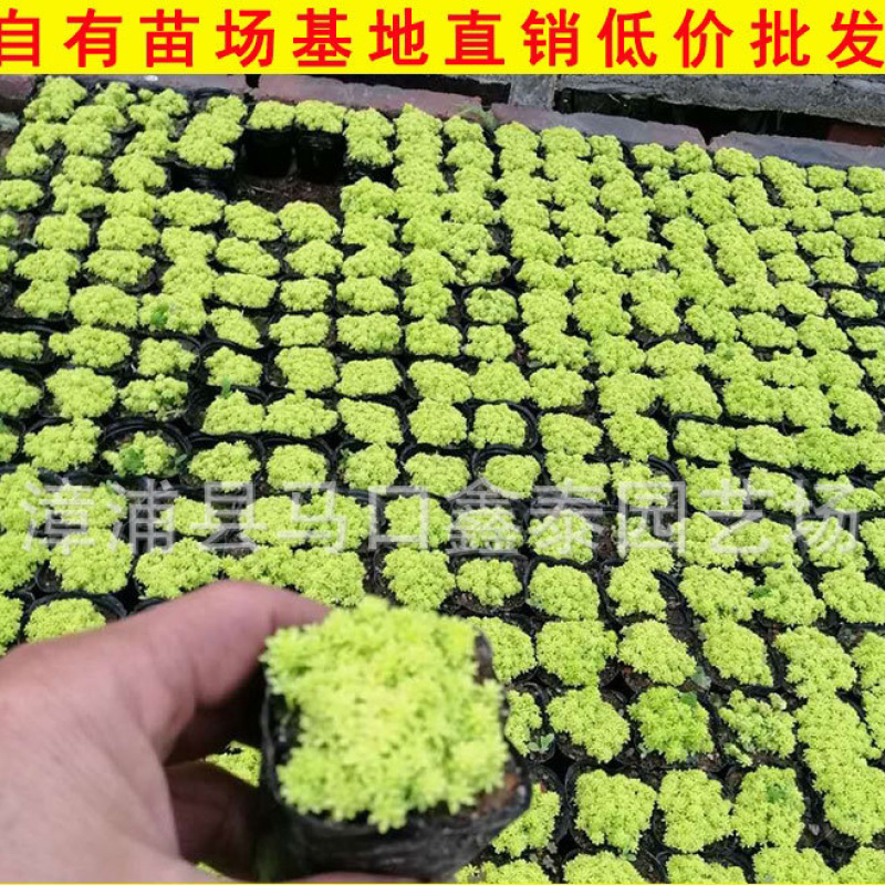 佛甲草批发量大从优袋苗杯苗价格实惠欢迎来电询问