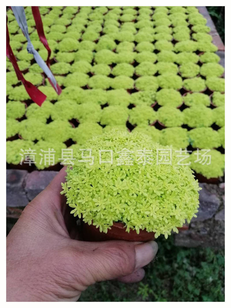 佛甲草批发量大从优袋苗杯苗价格实惠欢迎来电询问