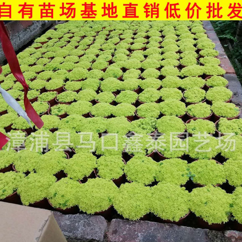 佛甲草批发量大从优袋苗杯苗价格实惠欢迎来电询问