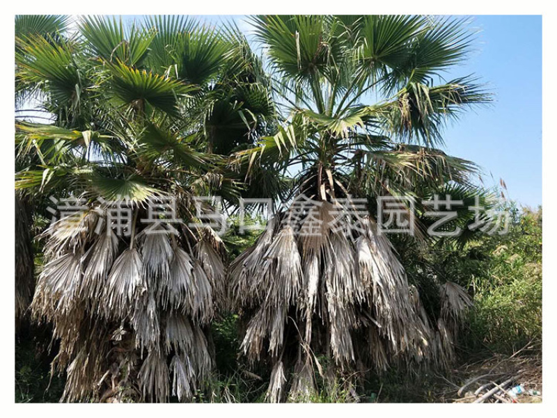 华棕老人葵华盛顿棕榈基地直销价格实惠