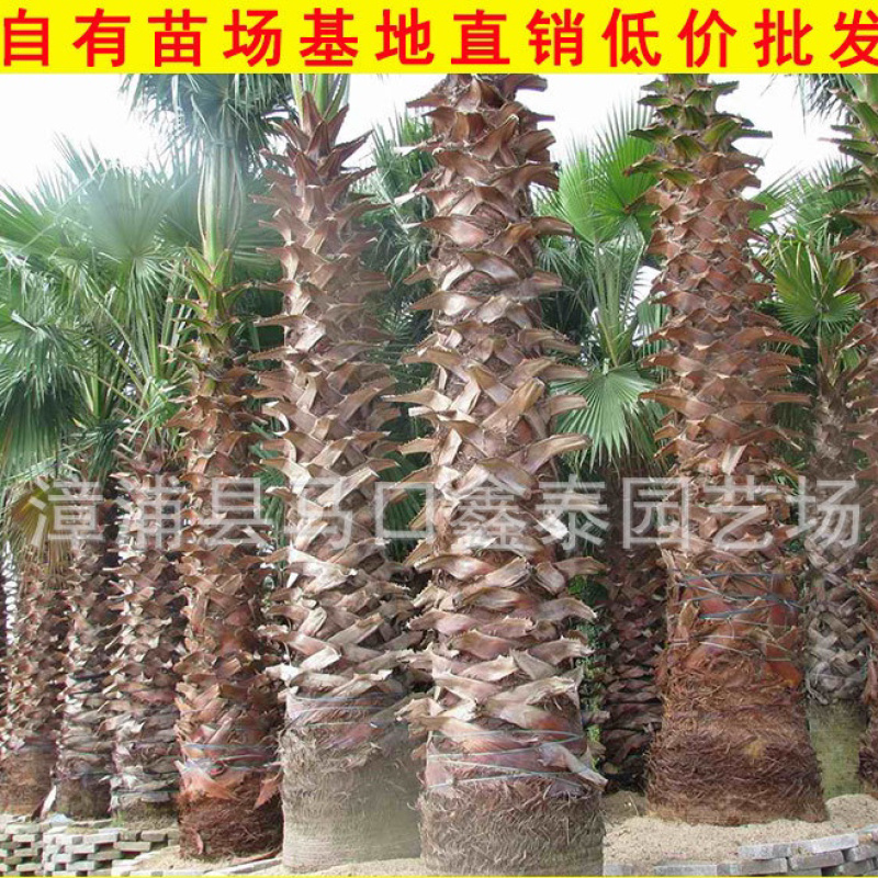 华棕老人葵华盛顿棕榈基地直销价格实惠