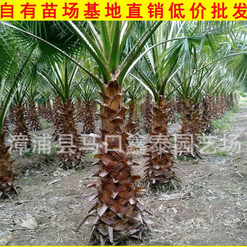 华棕老人葵华盛顿棕榈基地直销价格实惠