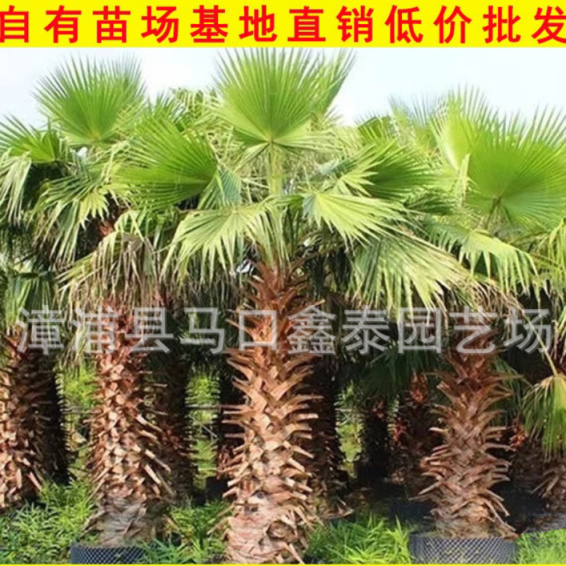 华棕老人葵华盛顿棕榈基地直销价格实惠