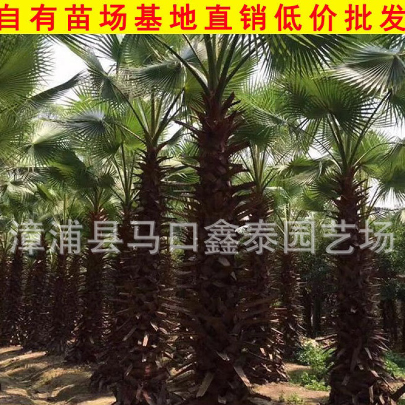 华棕老人葵华盛顿棕榈基地直销价格实惠