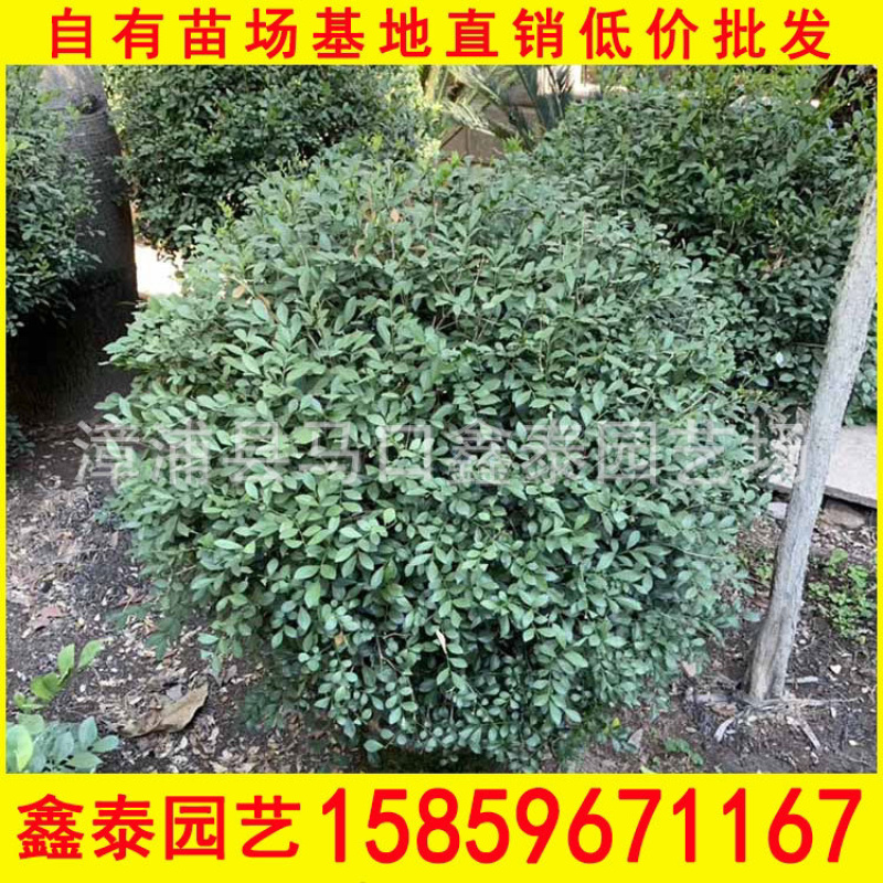 华棕老人葵华盛顿棕榈基地直销价格实惠