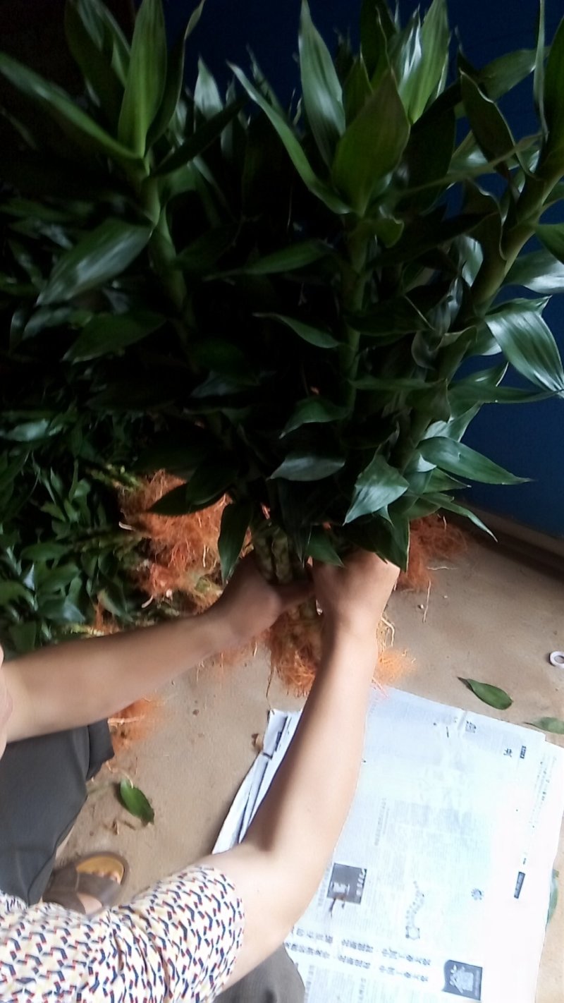 金钱树，包邮，盆栽室内花卉小盆景办公室绿色植物客厅招财