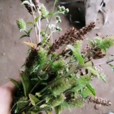 夏裤草