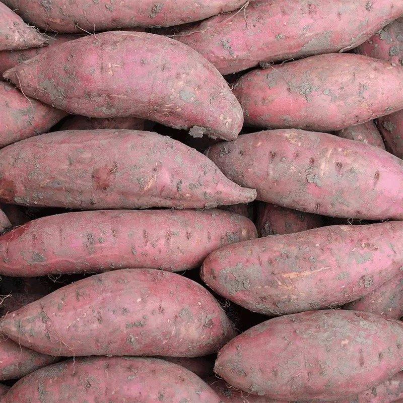 2020北方烟薯25紫皮红心货大量上市专业代发