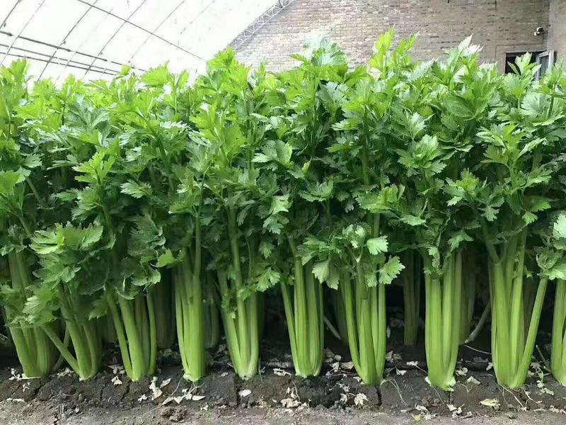 杂交芹菜种子颜色绿产量高50克