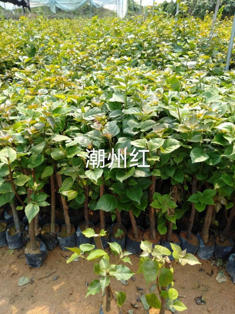 大红三角梅中国红三角梅袋苗