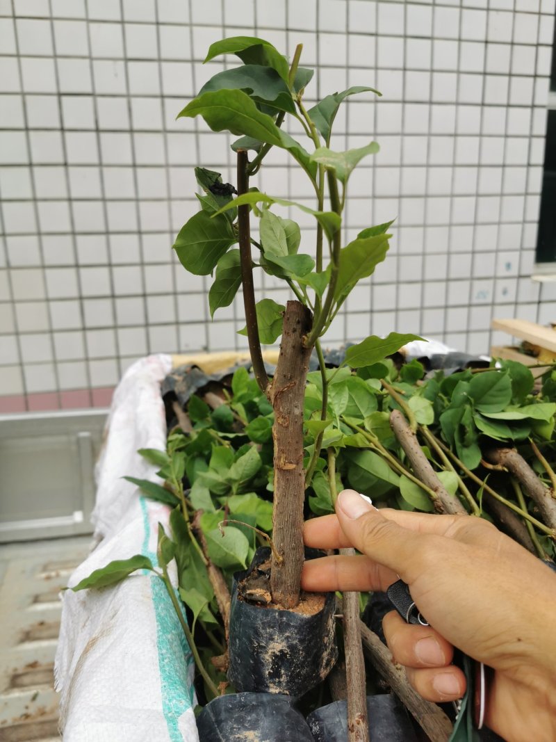 大红三角梅中国红三角梅袋苗